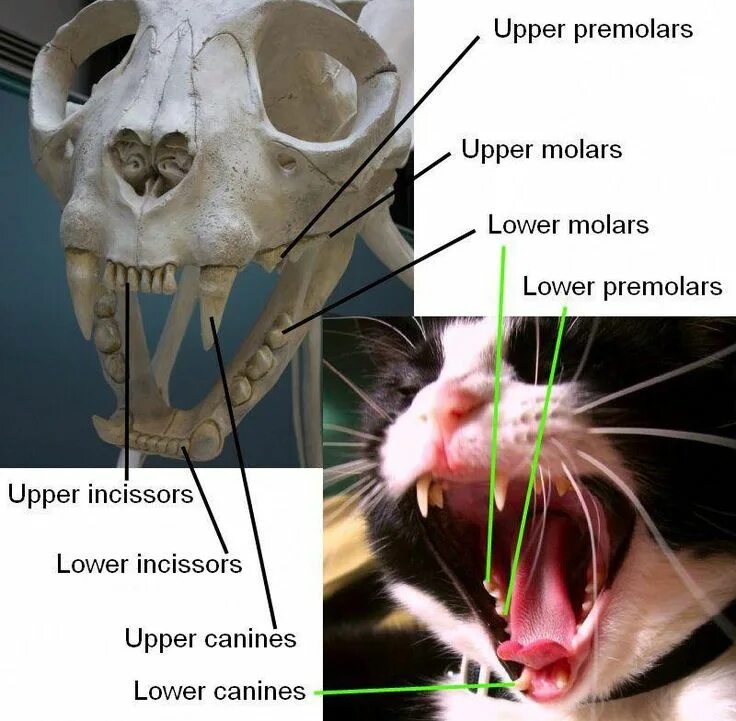 Резцы у котят фото Cats In Space #CatsStandingUp Cat anatomy, Cats, Wild cats