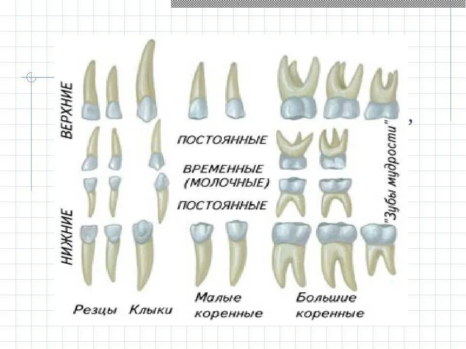 Резцы зубов у детей фото Какие корни у молочных зубов картинка