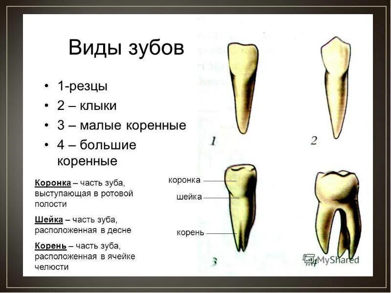 Резцы зубов у детей фото Резец второй зуб