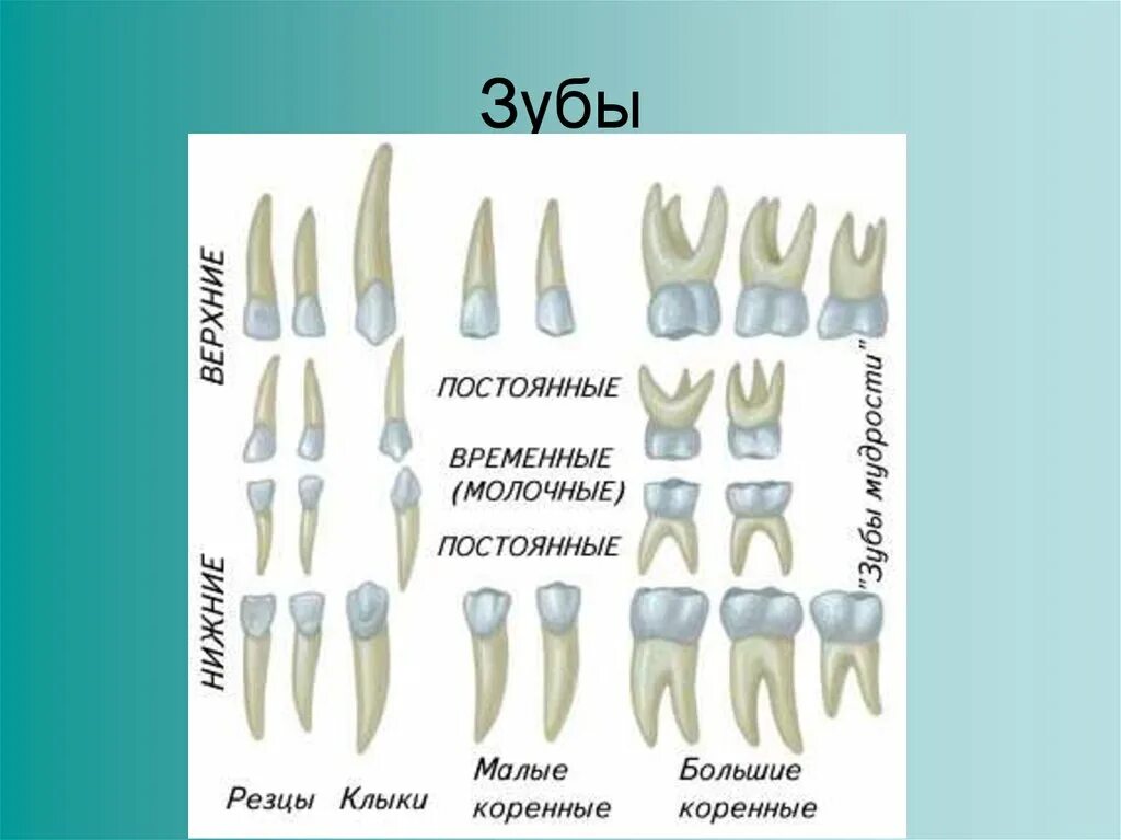 Резцы зубы фото Постоянные зубы резцы