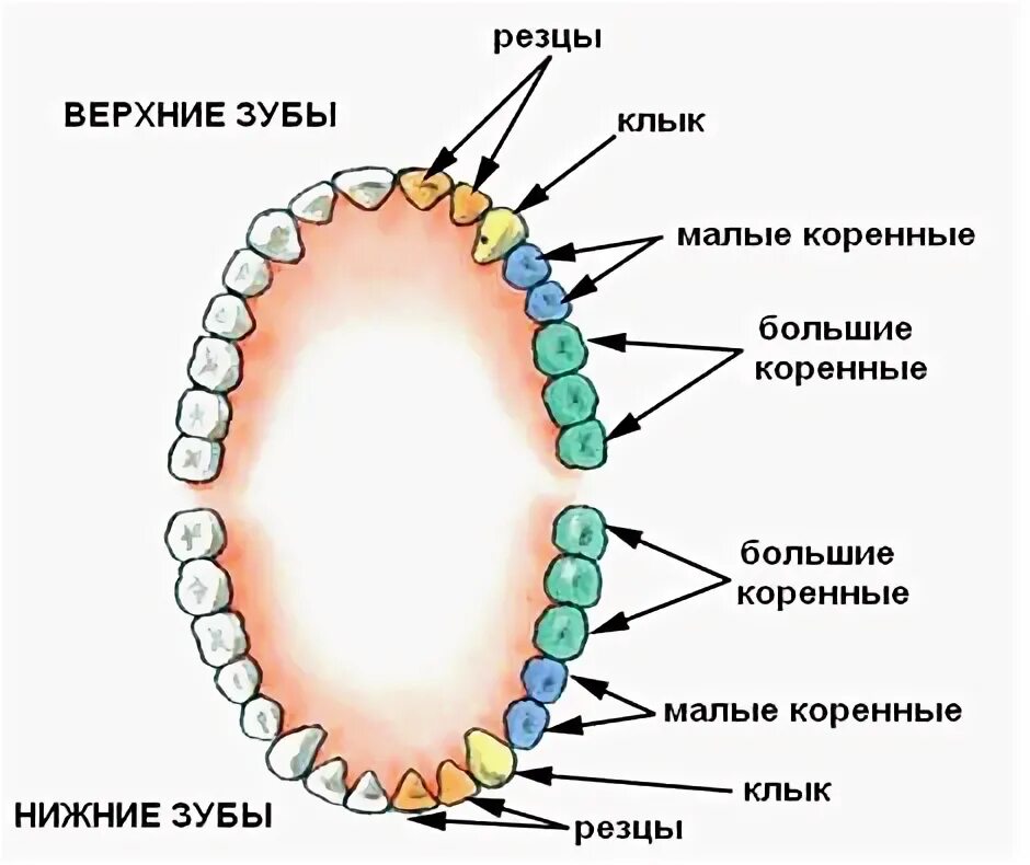 Резцы зубы фото Протезирование жевательных зубов Стоматология Dентал Мир