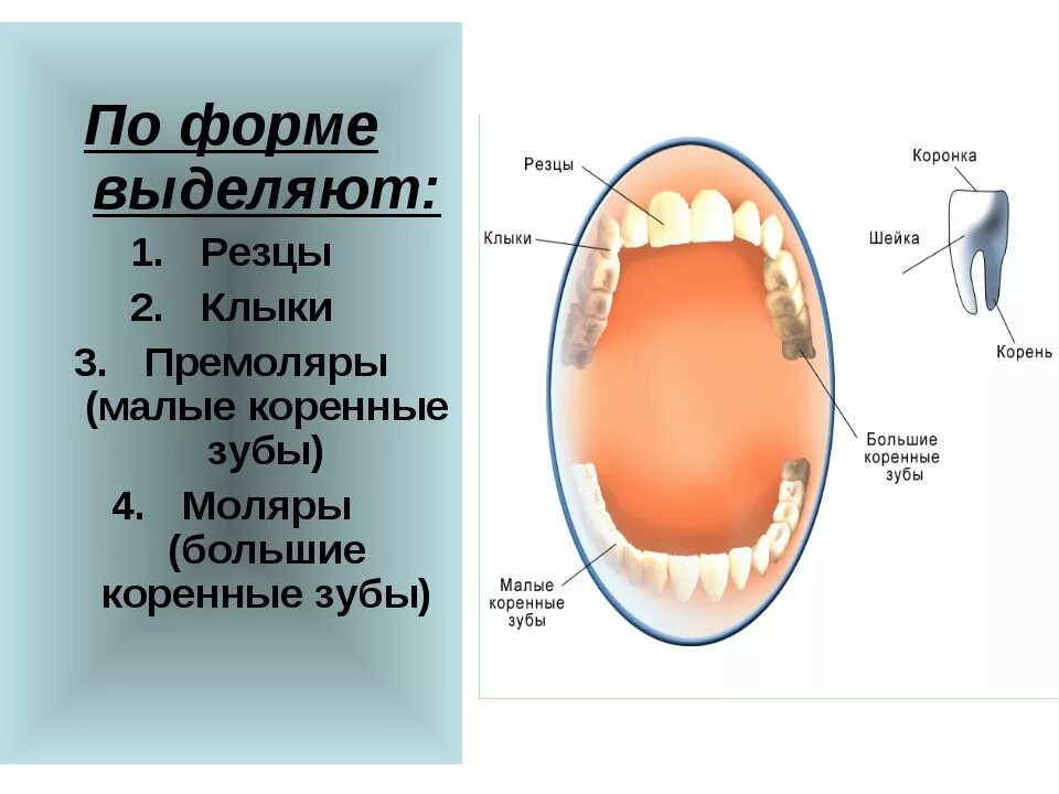 Резцы зубы фото Сколько резцов клыков у человека