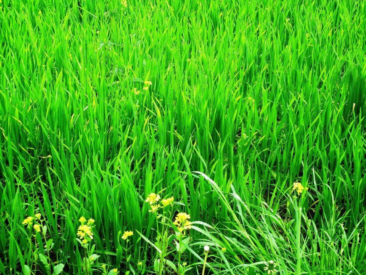 Резучка трава фото Free Images : lawn, meadow, prairie, flower, young, green, crop, pasture, soil, 