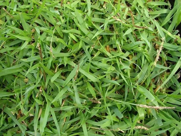 Резучка трава фото Zoysia Grass Facts, Maintenance & Comparison - ProGardenTips Zoysia grass, Shade