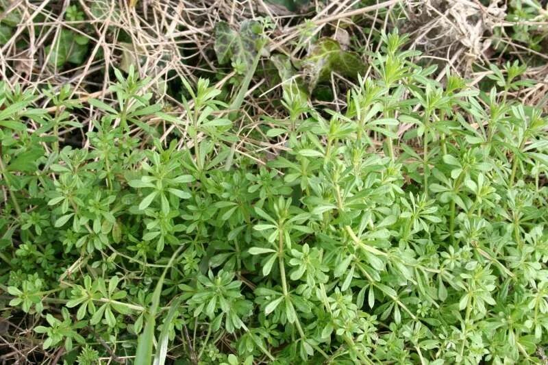 Резучка трава фото Goosegrass also called Bedstraw - Wild Food Foraging The Homestead Survival Wild