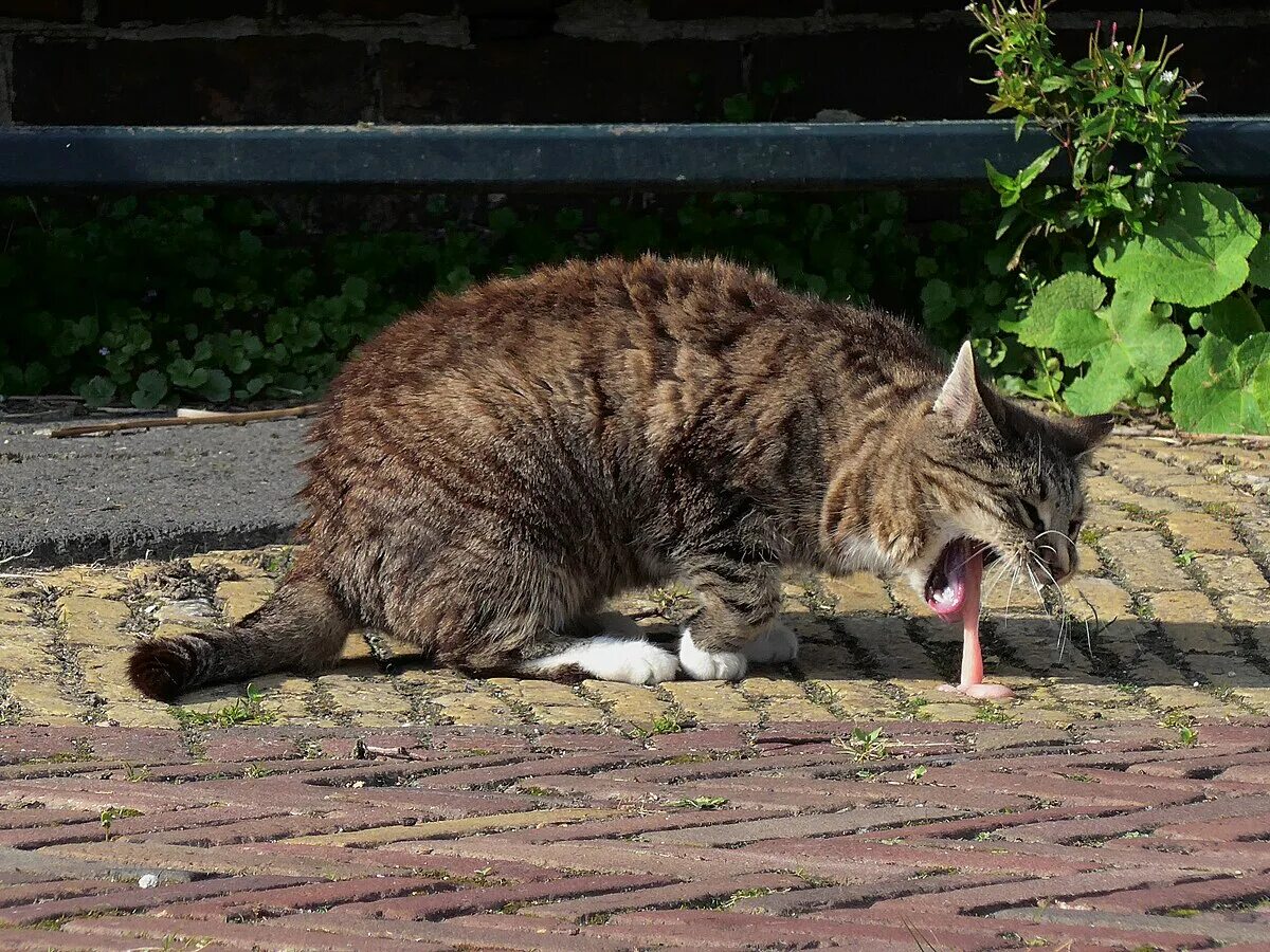 Рвота у кошки фото What To Do If Your Cat Eats A Foreign Object